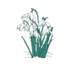 Snowdrop Galanthus I'm Galanthophile