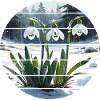 Snowdrop Gift Galanthis Nivalis