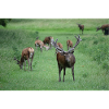 Deer with antlers DSC 0065