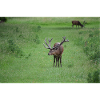 Male Deer DSC 0045