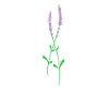 Purple Lavender Herbs Plant