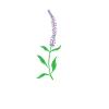 Herb, Lavender, Plant, Flower