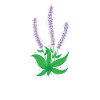 Plant, Lavender, Garden, Fragrance, Herbs