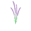 beautiful flower lavender plant