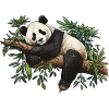 The Bamboo Panda