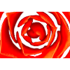 Flower, A731144