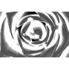Flower, A731144 1
