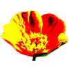 Flower, A731178 1