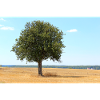 Tree, Environment, Nature