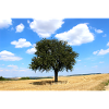 Tree, Environment, Nature