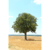 Tree, Environment, Nature