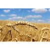 Agriculture, Champ De Maïs, Paysage