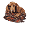 Cute Dog Puppy Irish Setter
