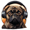 Pug with headphones