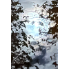 Äste vor Mondlicht