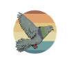 Tauben