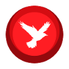 Animal Wing Birds
