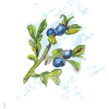 blueberry