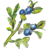 Blueberry 2