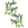 Branche de myrtille