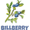 BLUEBERRY BILLBERRY