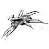 Spider, A731400