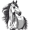 cheval, fan de chevaux, équitation