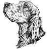 Irish Setter Portrait