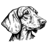 Shorthair Dachshund Portrait sw