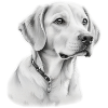 chien