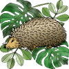 Hedgehog