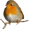 Robin sitting on branch