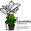 Calathea