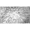Dandelion, A731876