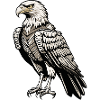 Eagle Illustration