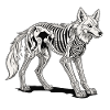 Wolf Skeleton Illustration