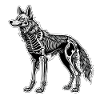 Wolf Skeleton Illustration