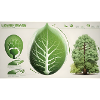 Botanical Tree