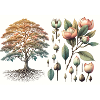 Magnolie Botanik