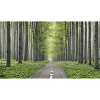 Strasse im Wald