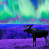 Elch schaut Polarlichter an
