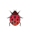 Insekten