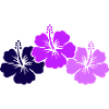 Flower Hibiscus