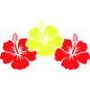 Fleur d’hibiscus 2