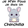 Petit chinchilla mignon