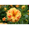 Dahlia, Blossom, Flower, Yellow, Red