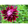 Dahlia, Flower, Blossom Red