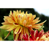 Dahlia Yellow Blossom ,Flower