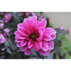 Dahlia rose rose fleur, fleur