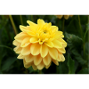 Dahlia fleur jaune, fleur